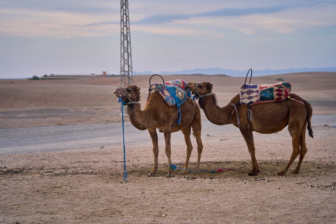 Camellos en las dunas del desierto del Sahara en Merzouga al atardecer